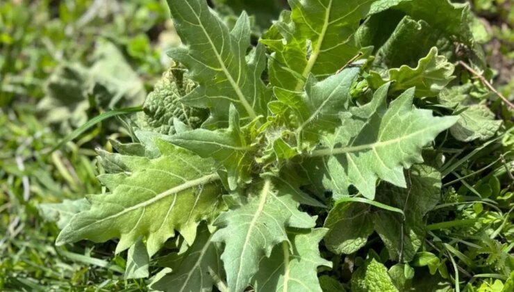 "Güzelavrat otu" yiyen 8 çocuk zehirlendi, biri nöbet geçirdi