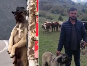 Kamyon kasasında sarkan köpeğin sahibi konuştu! İşte olayın iç yüzü